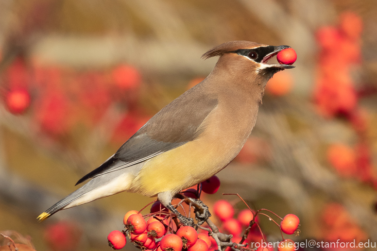 waxwing